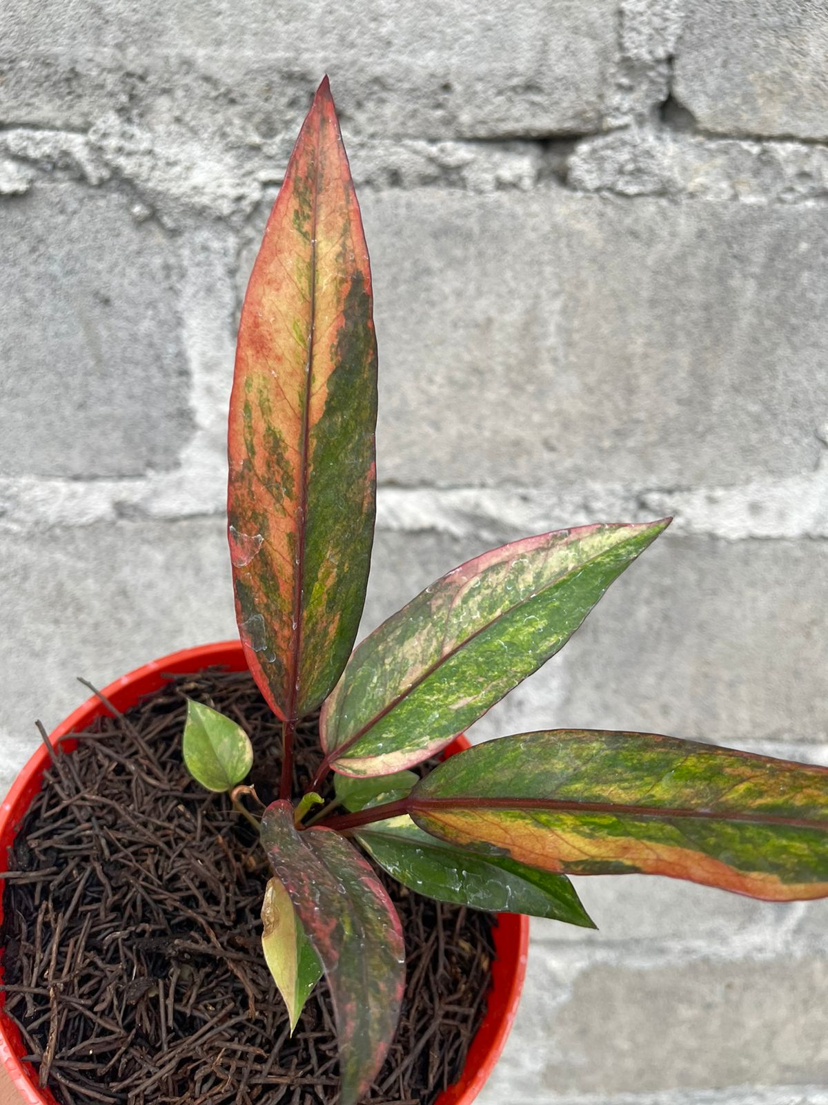 anthurium hookeri pink variegated,anthurium hookeri pink,anthurium variegated,anthurium pink,rare plants,anthurium plants