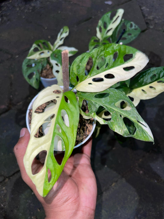 Wholesale 10x Monstera Adansonii Albo Variegated