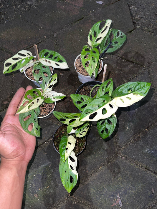 Wholesale 5x Monstera Adansonii Albo Variegated