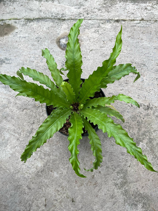 Asplenium Antiquum Osaka