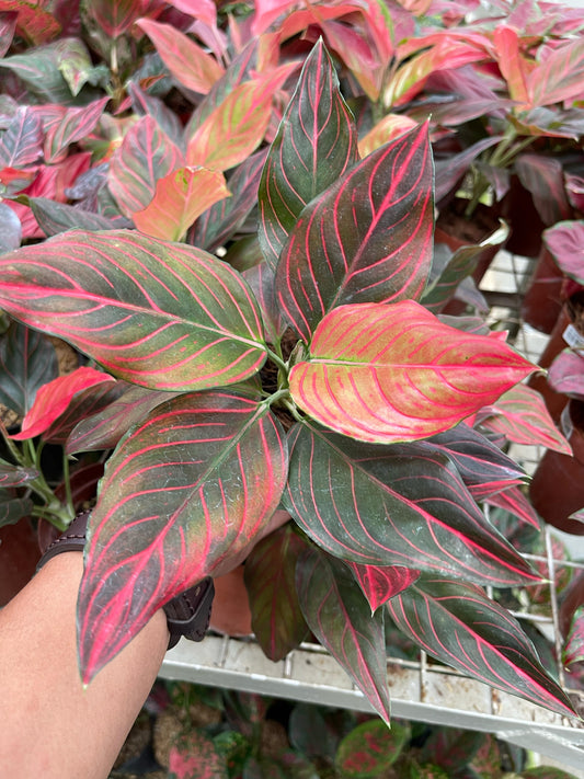 Wholesale 5x Aglaonema Red Vein