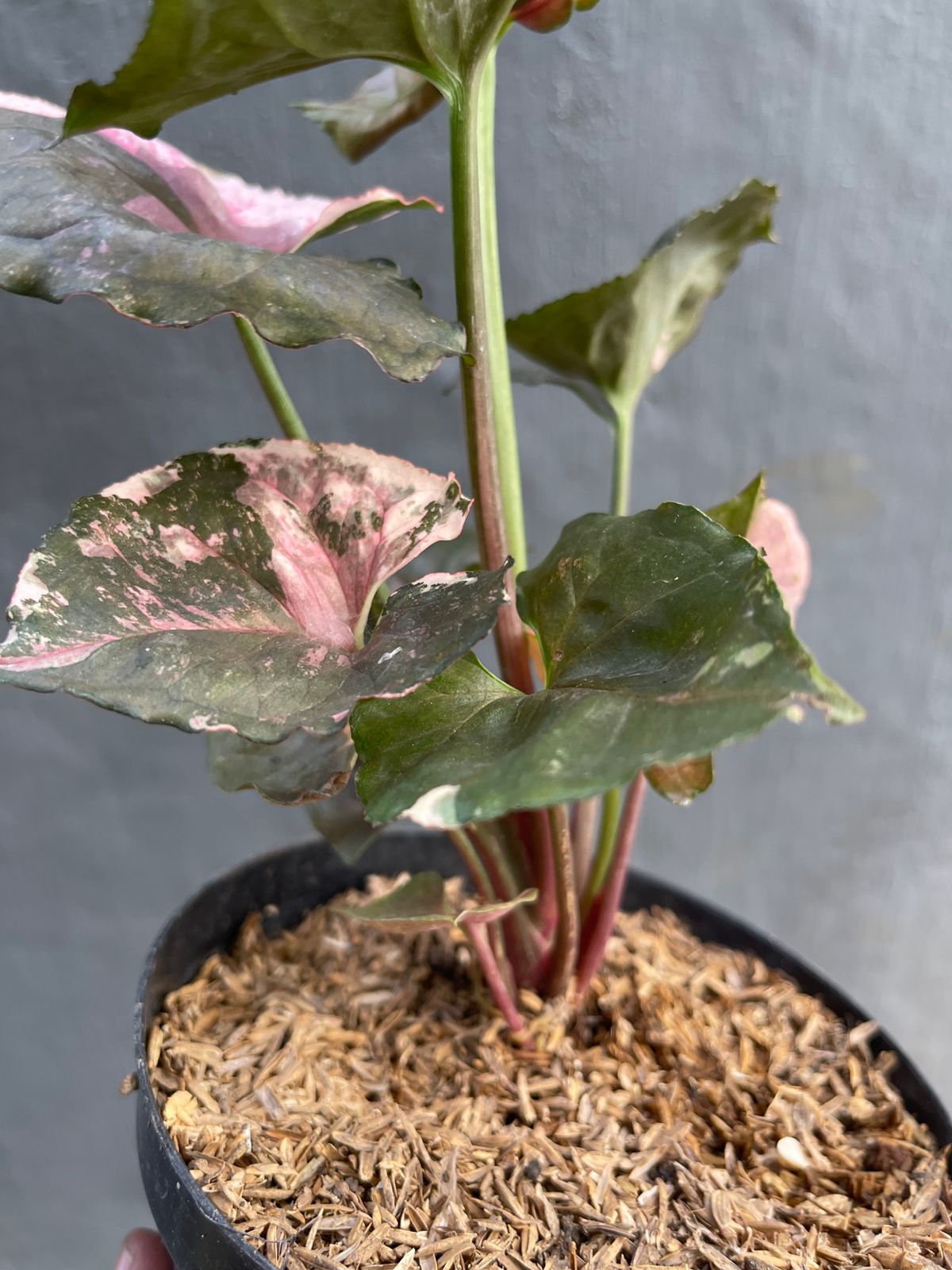 Syngonium Strawberry Ice Galaxy