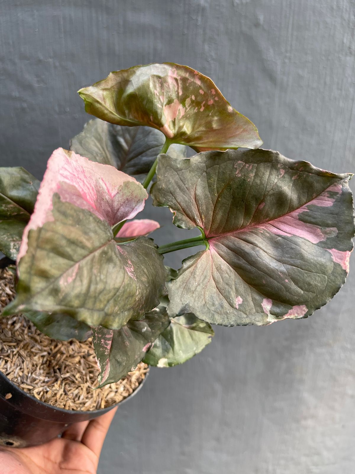 Syngonium Strawberry Ice Galaxy
