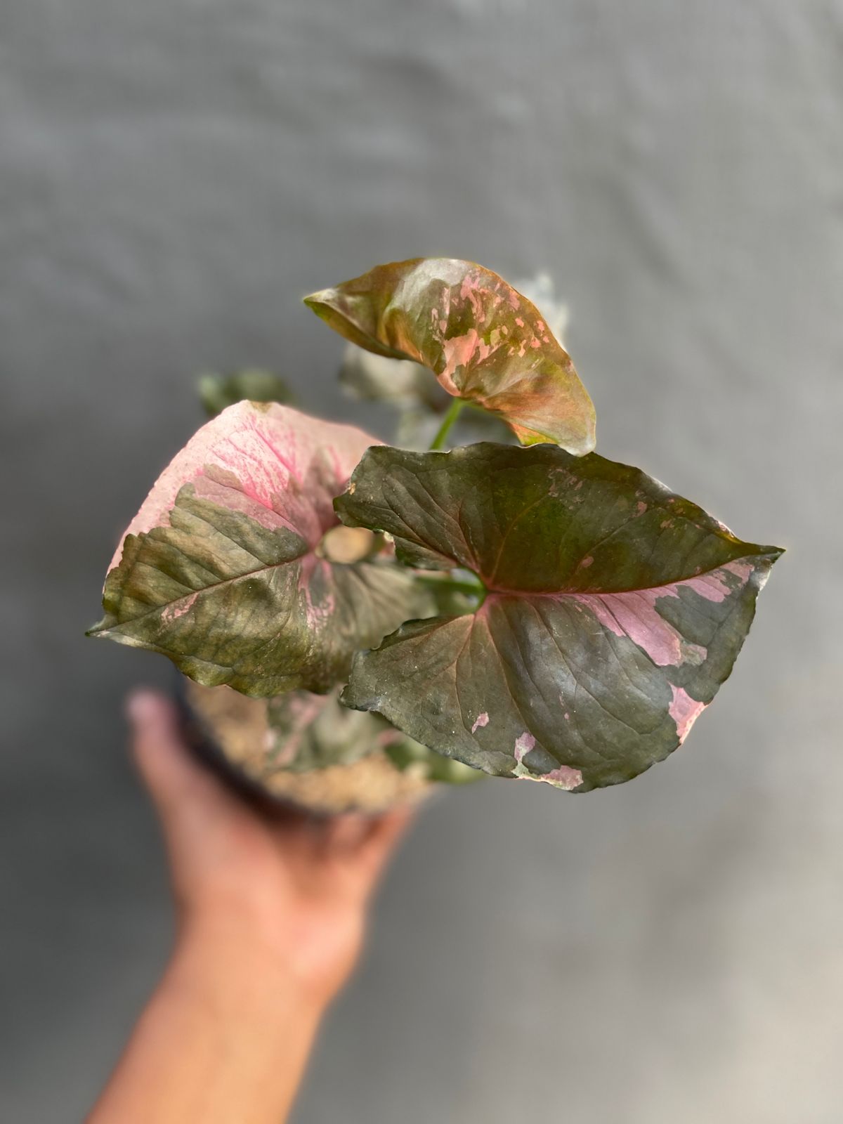 Syngonium Strawberry Ice Galaxy
