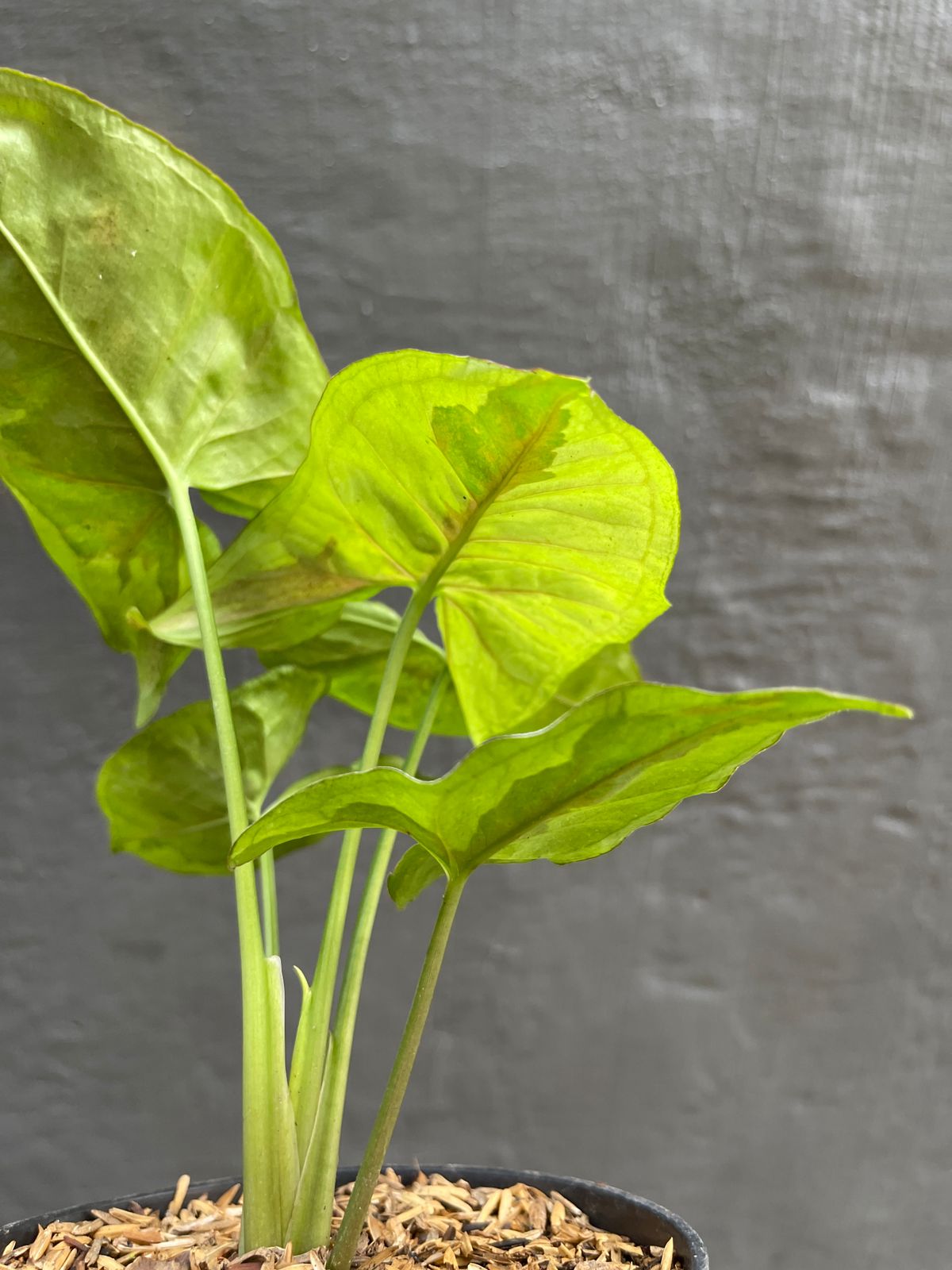 Syngonium Brown Lava