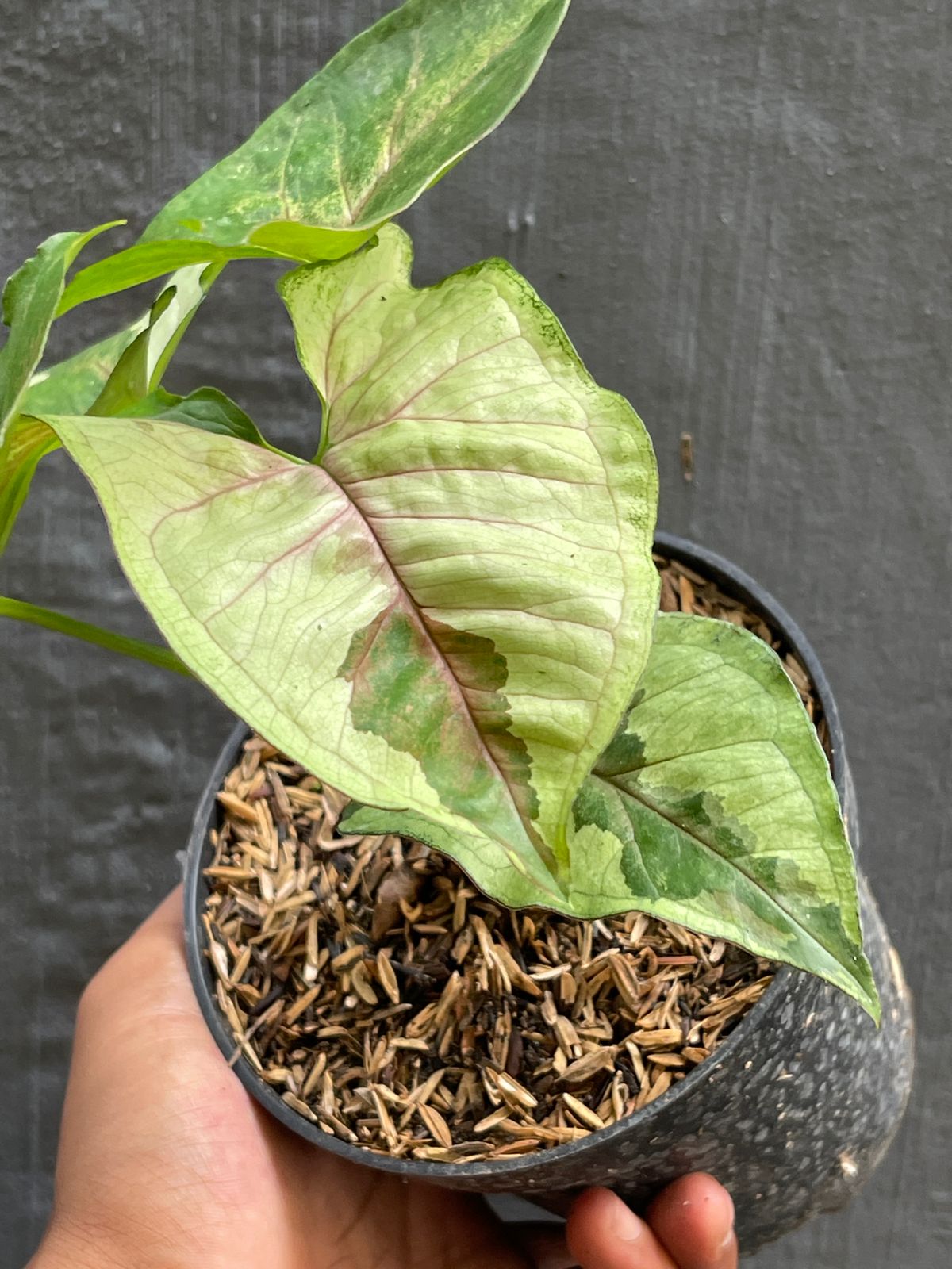 Syngonium Brown Lava