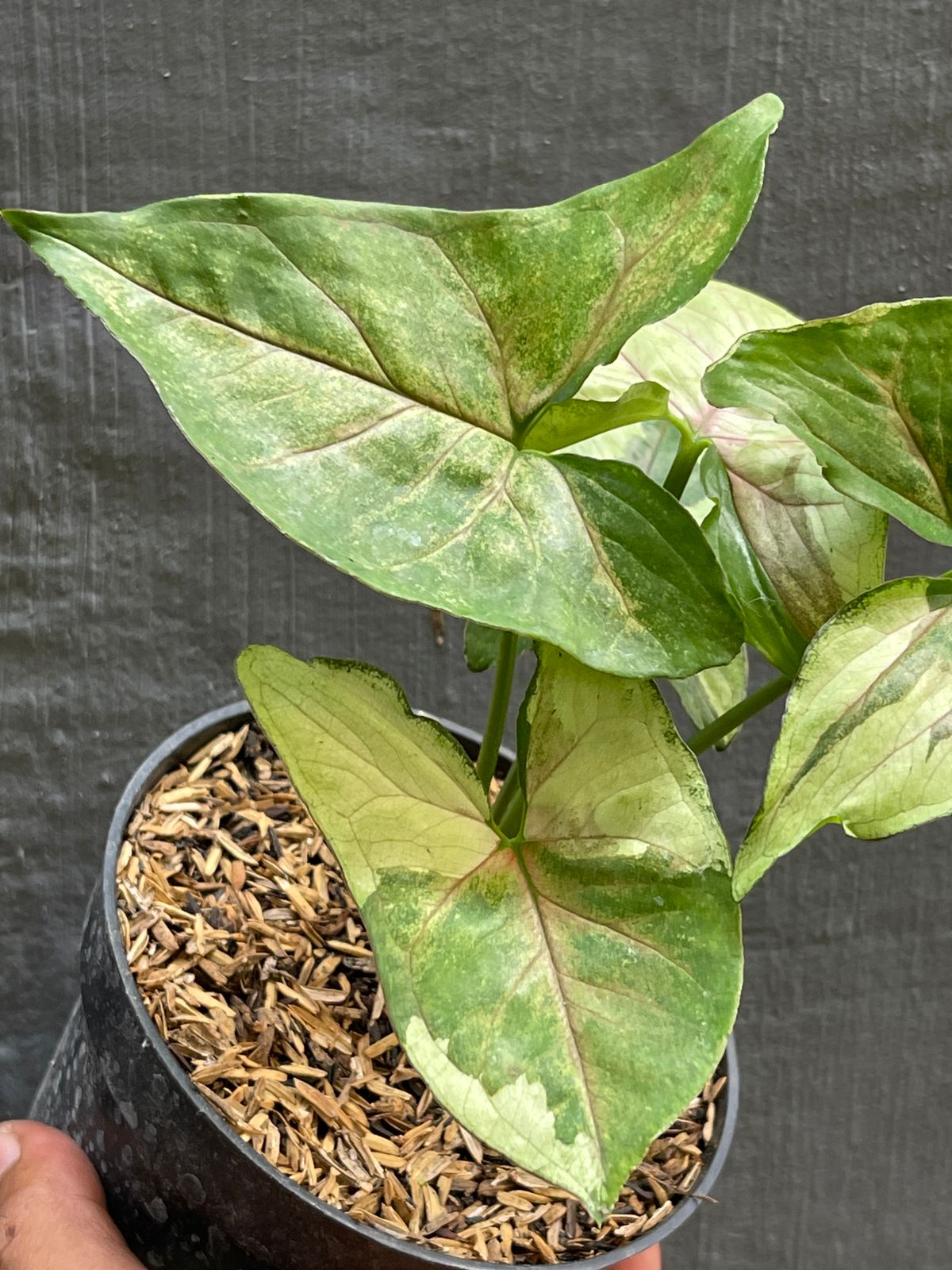 Syngonium Brown Lava