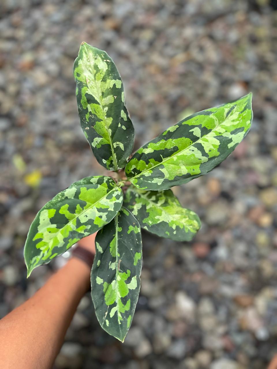 Aglaonema Pictum Tricolor