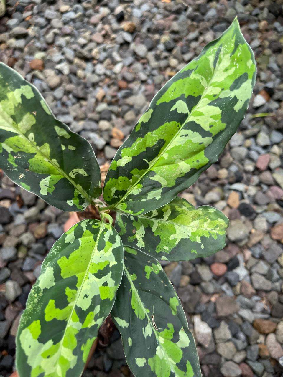 Aglaonema Pictum Tricolor