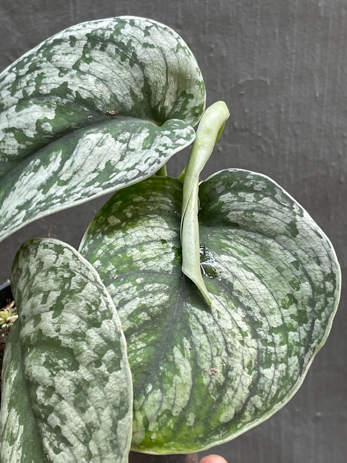 Scindapsus Silver Cloud