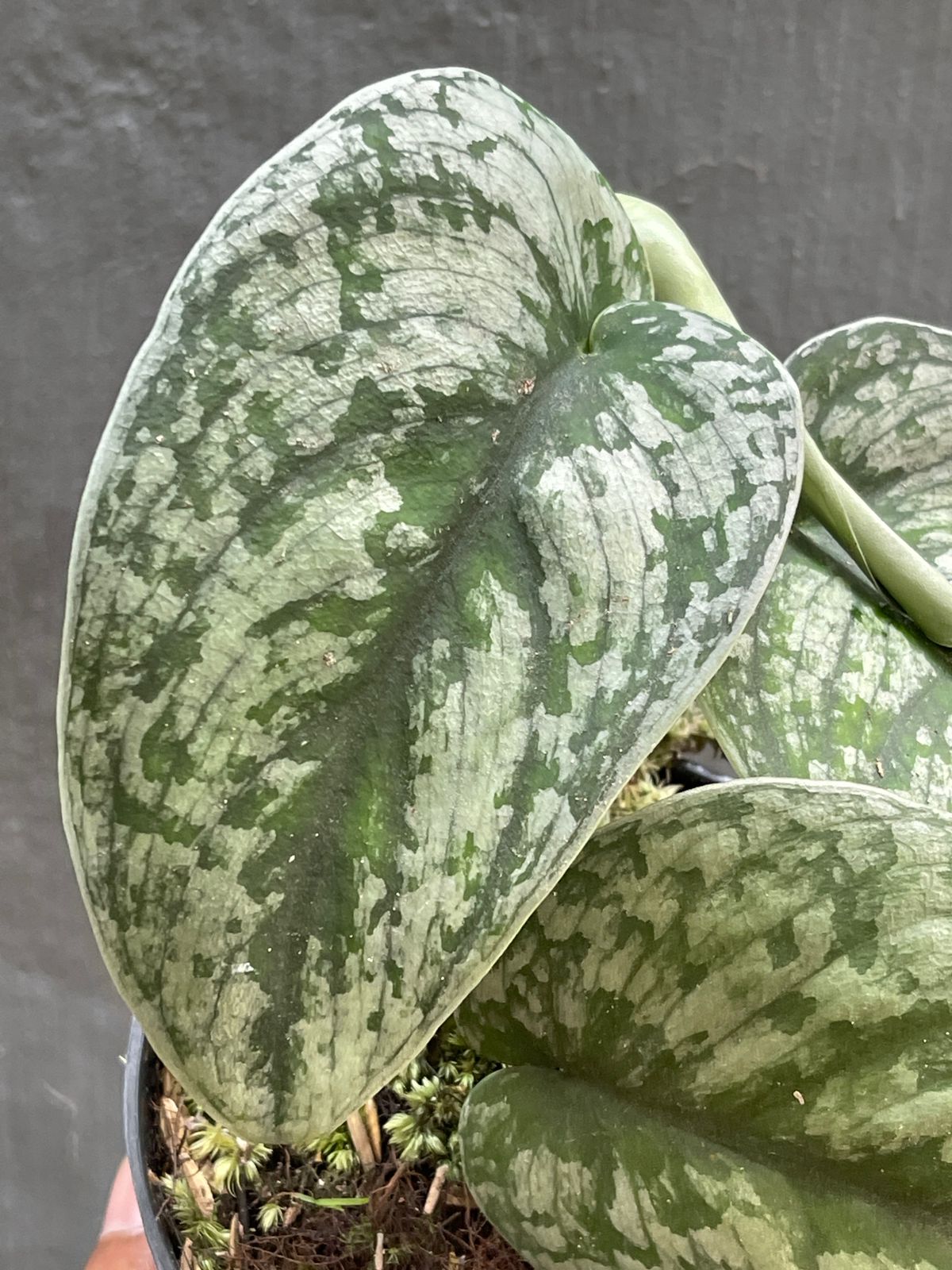 Scindapsus Silver Cloud