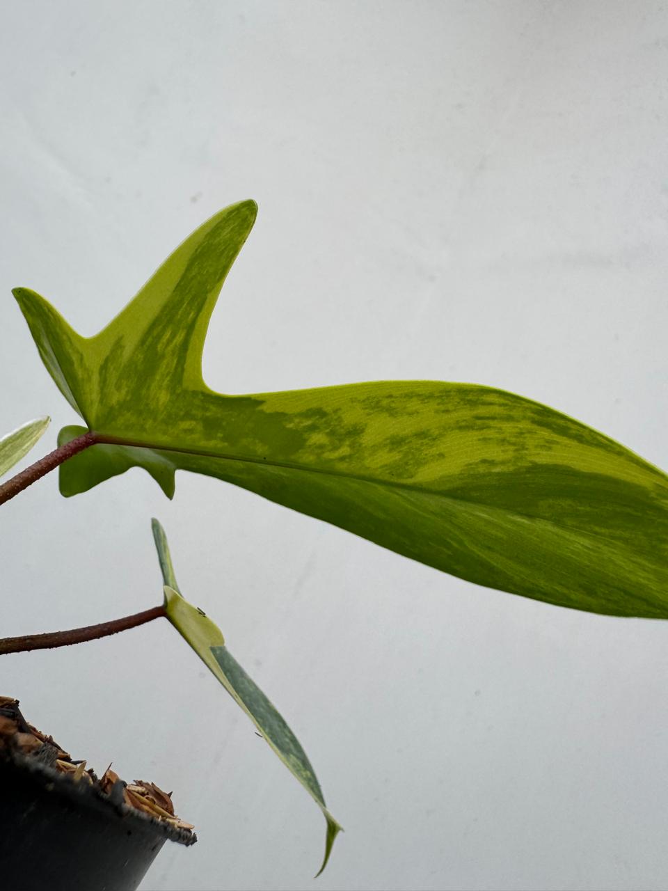 Philodendron Hybrid : Philodendron Florida Beauty X Philodendron Squamiferum Variegated