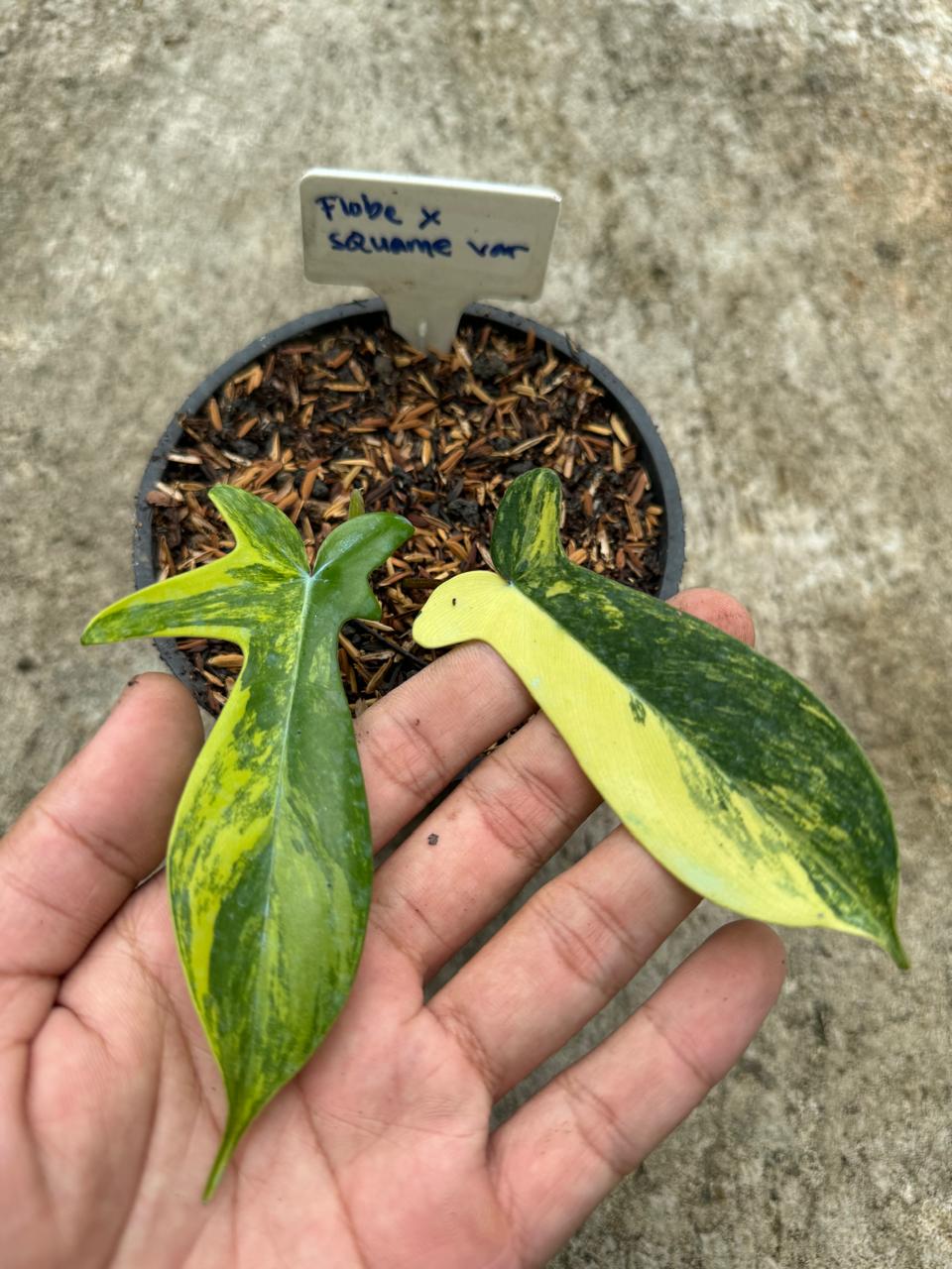 Philodendron Hybrid : Philodendron Florida Beauty X Philodendron Squamiferum Variegated