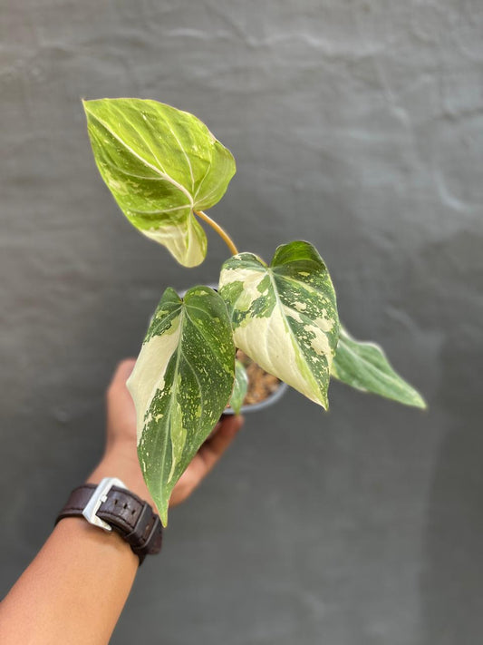 Philodendron Gloriosum Variegated