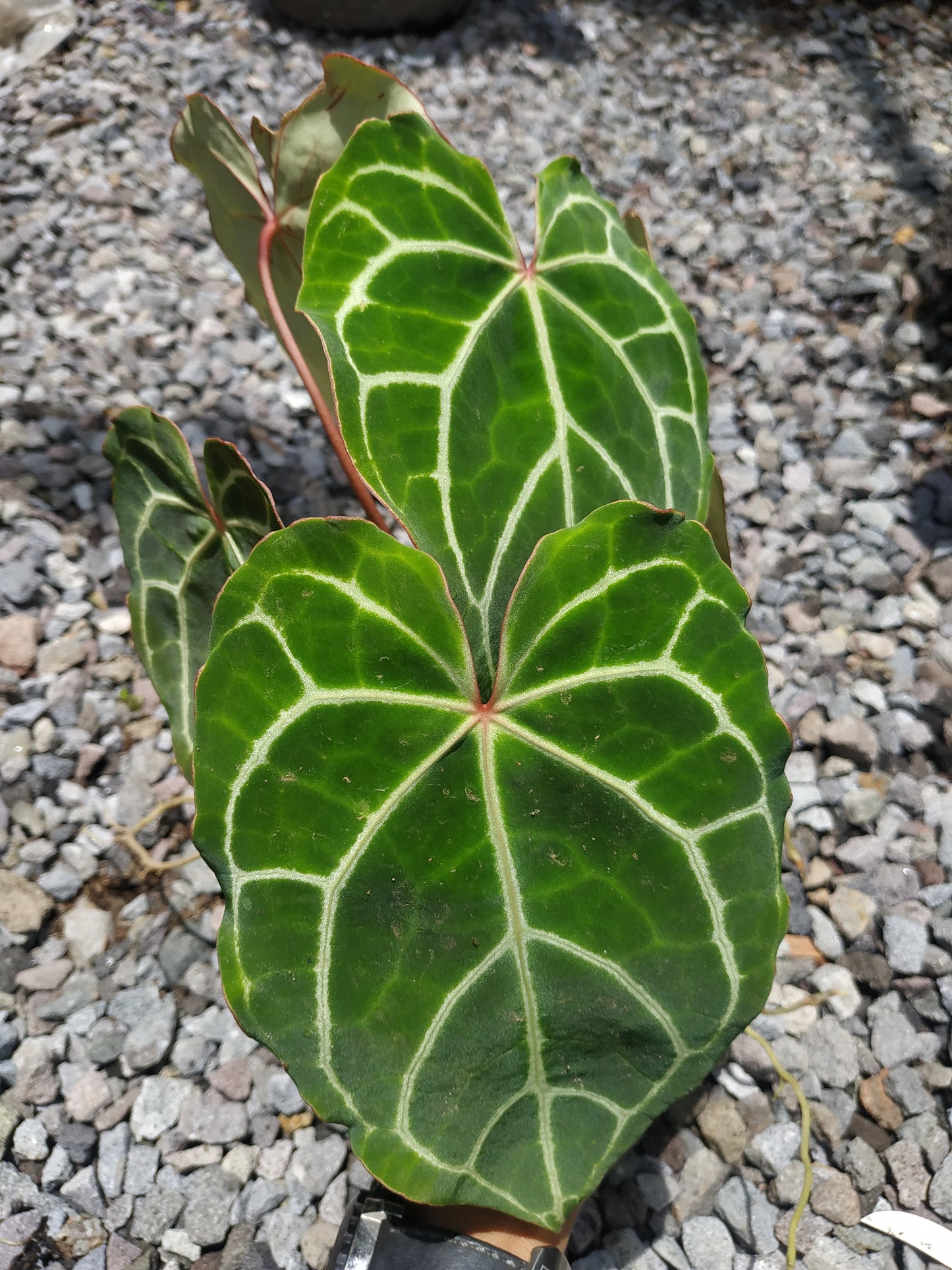 Wholesale 10x Anthurium Crystallinum