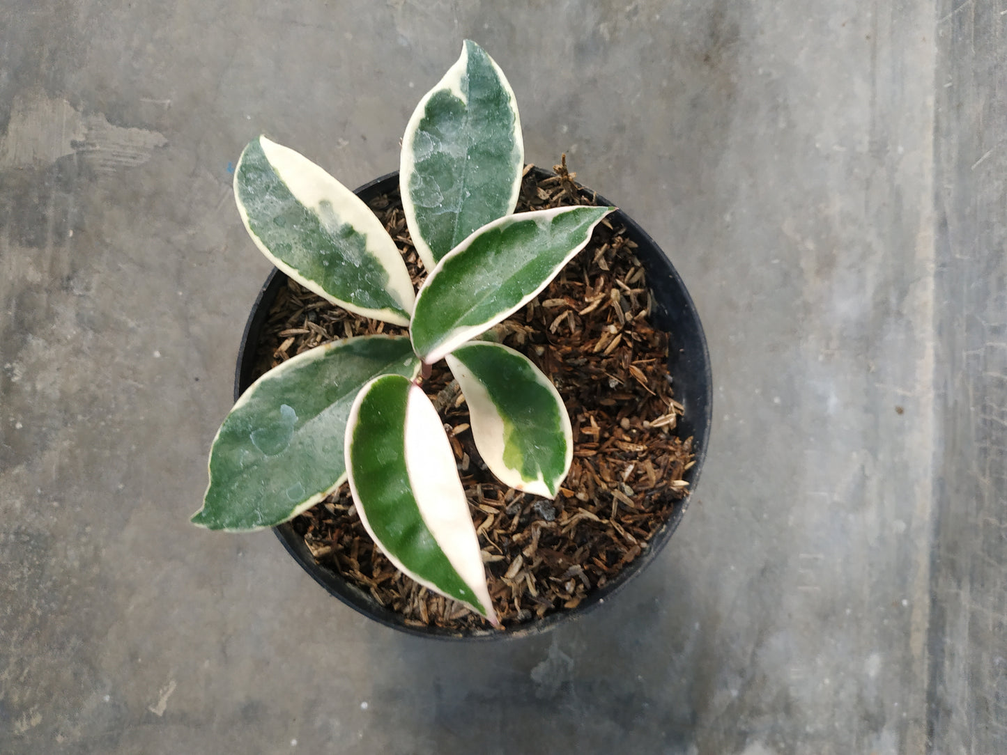 Hoya carnosa variegated, live Hoya carnosa variegated, live Hoya carnosa variegated plants, rare Hoya carnosa variegated, rare Hoya carnosa variegated, live plants Hoya carnosa variegated, tropical Hoya carnosa variegated live plants, wholesale Hoya carnosa variegated, outdoor plant, indoor plants, winter plants, summer plants, spring plants, houseplants, rare Hoya carnosa variegated live plants, live Hoya carnosa variegated plants