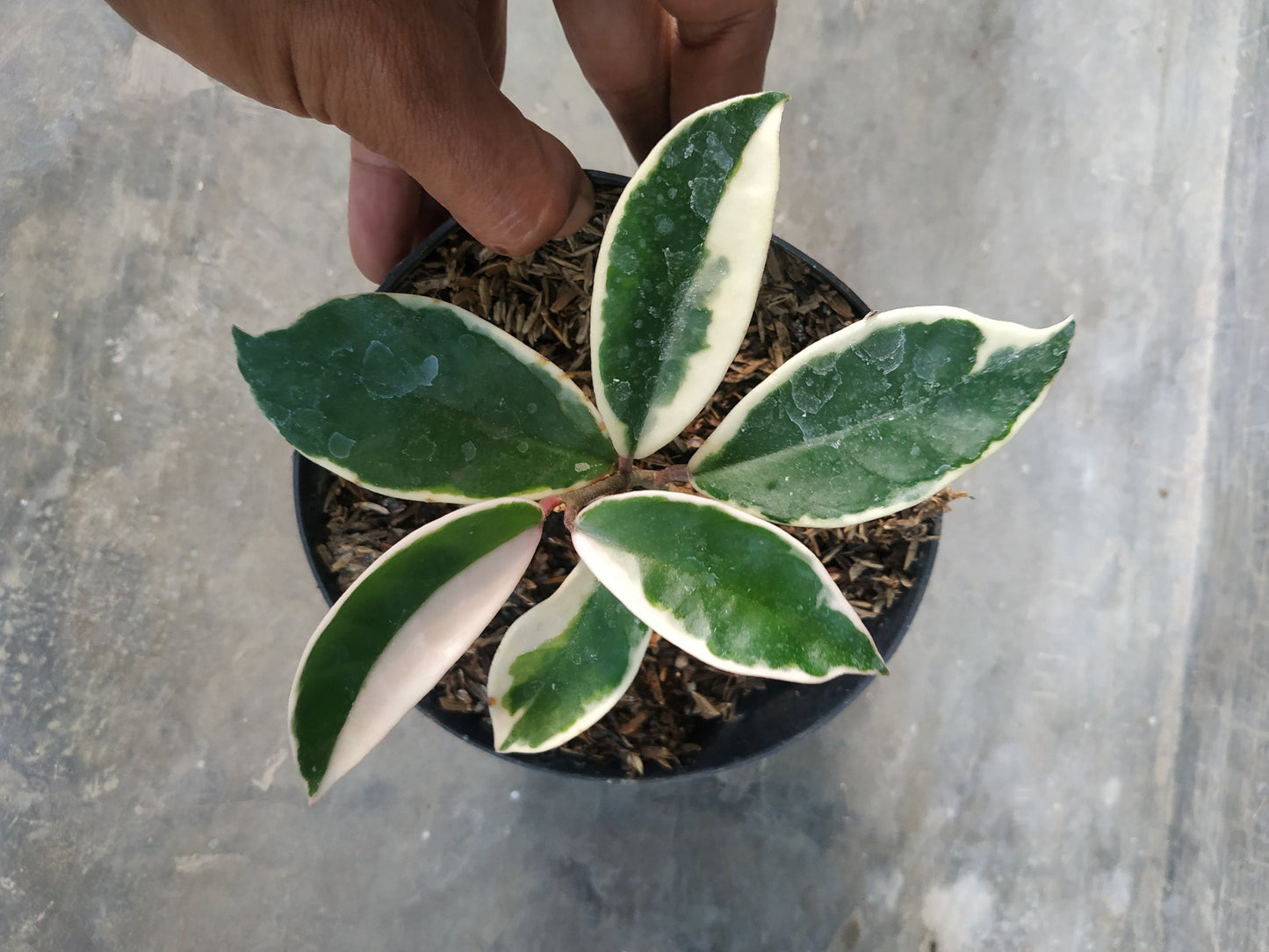 Hoya carnosa variegated, live Hoya carnosa variegated, live Hoya carnosa variegated plants, rare Hoya carnosa variegated, rare Hoya carnosa variegated, live plants Hoya carnosa variegated, tropical Hoya carnosa variegated live plants, wholesale Hoya carnosa variegated, outdoor plant, indoor plants, winter plants, summer plants, spring plants, houseplants, rare Hoya carnosa variegated live plants, live Hoya carnosa variegated plants