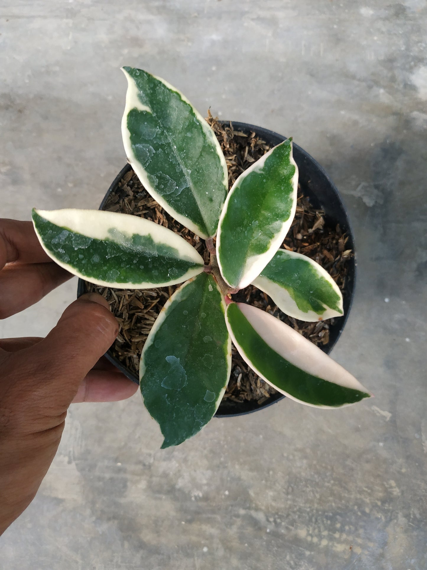 Hoya carnosa variegated, live Hoya carnosa variegated, live Hoya carnosa variegated plants, rare Hoya carnosa variegated, rare Hoya carnosa variegated, live plants Hoya carnosa variegated, tropical Hoya carnosa variegated live plants, wholesale Hoya carnosa variegated, outdoor plant, indoor plants, winter plants, summer plants, spring plants, houseplants, rare Hoya carnosa variegated live plants, live Hoya carnosa variegated plants