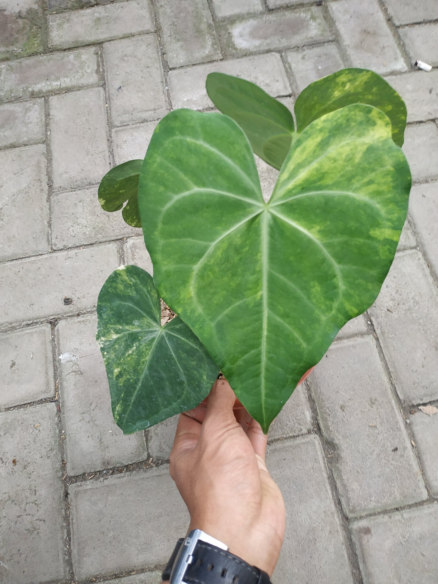 anthurium, anthurium sweet love variegated, live anthurium sweet love variegated, live anthurium sweet love variegated plants, rare anthurium sweet love variegated, rare anthurium sweet love variegated live plants, tropical anthurium sweet love variegated live plants, wholesale anthurium sweet love variegated, outdoor plant, indoor plants, winter plants, summer plants, spring plants, houseplants, rare anthurium sweet love variegated plants, live anthurium sweet love variegated rare plants