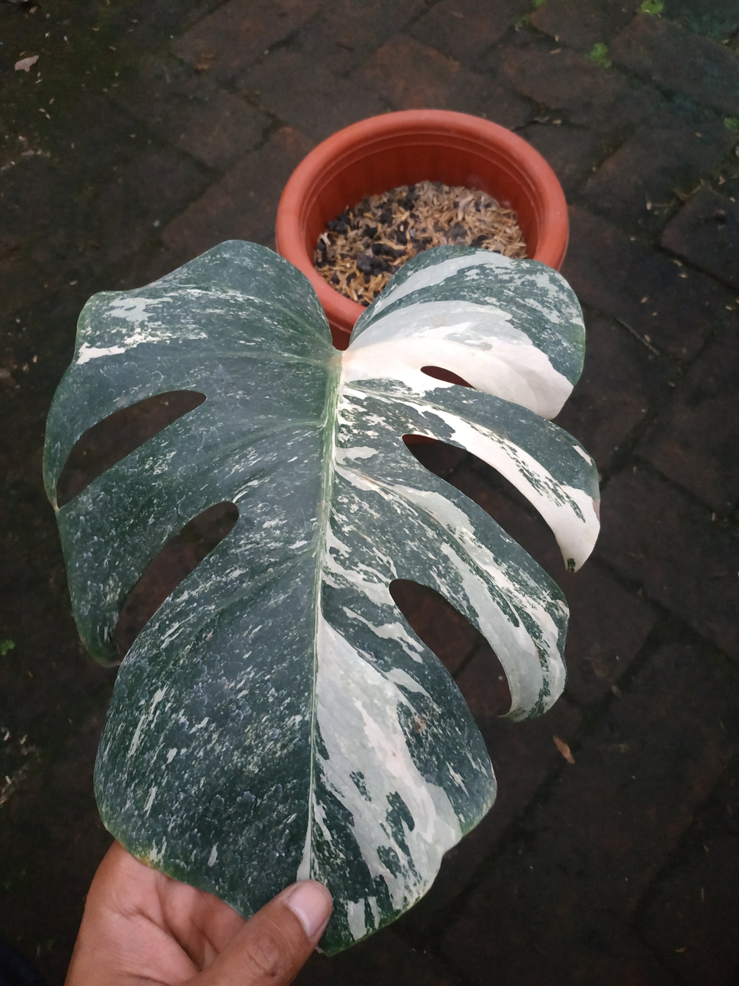 Monstera Deliciosa Marble Variegated Rooted Cutting