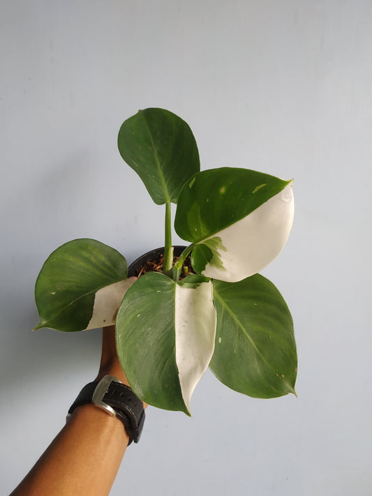 philodendron white wizard,philodendron variegated,philodendron