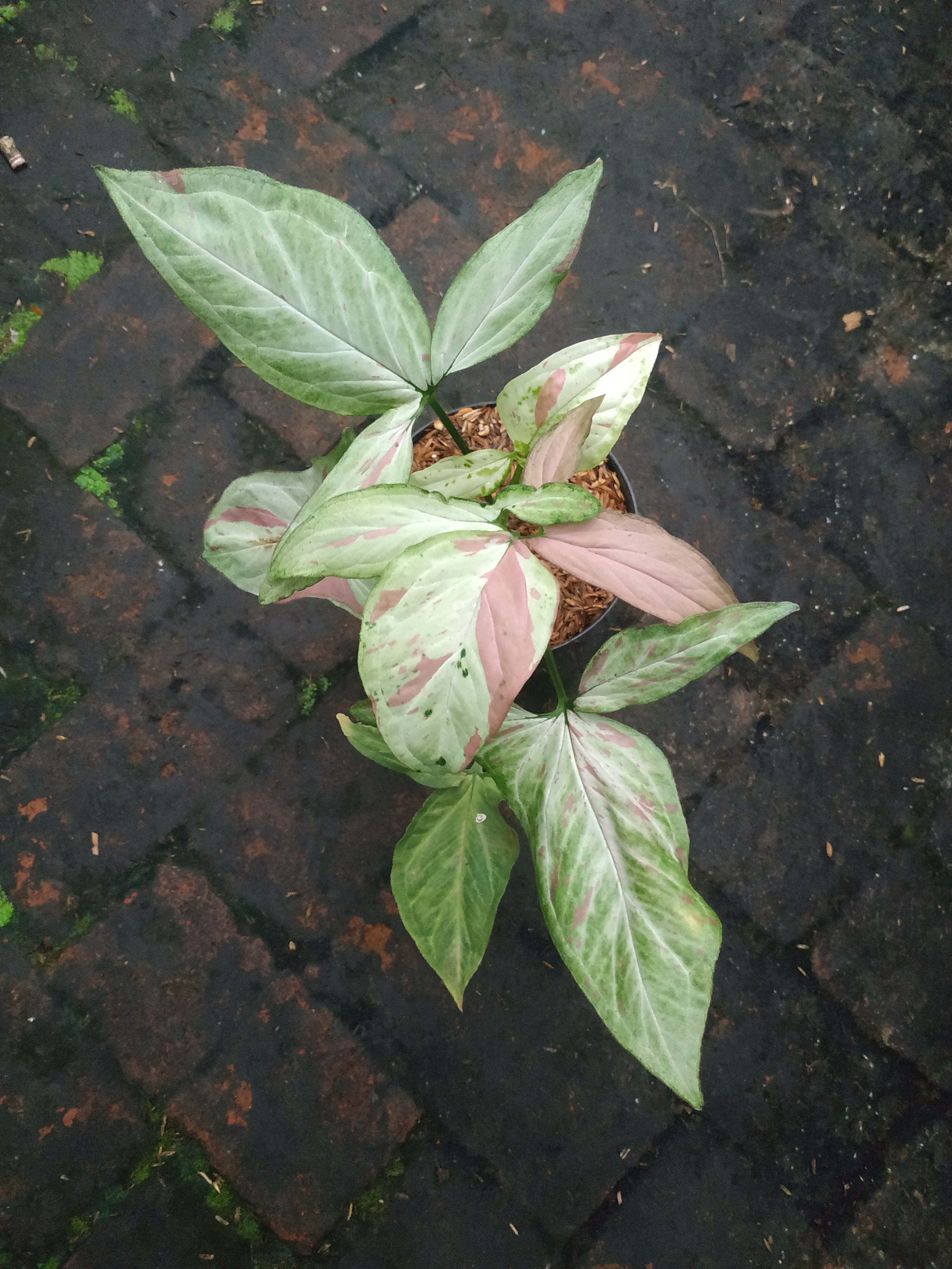 Syngonium Pink salmon