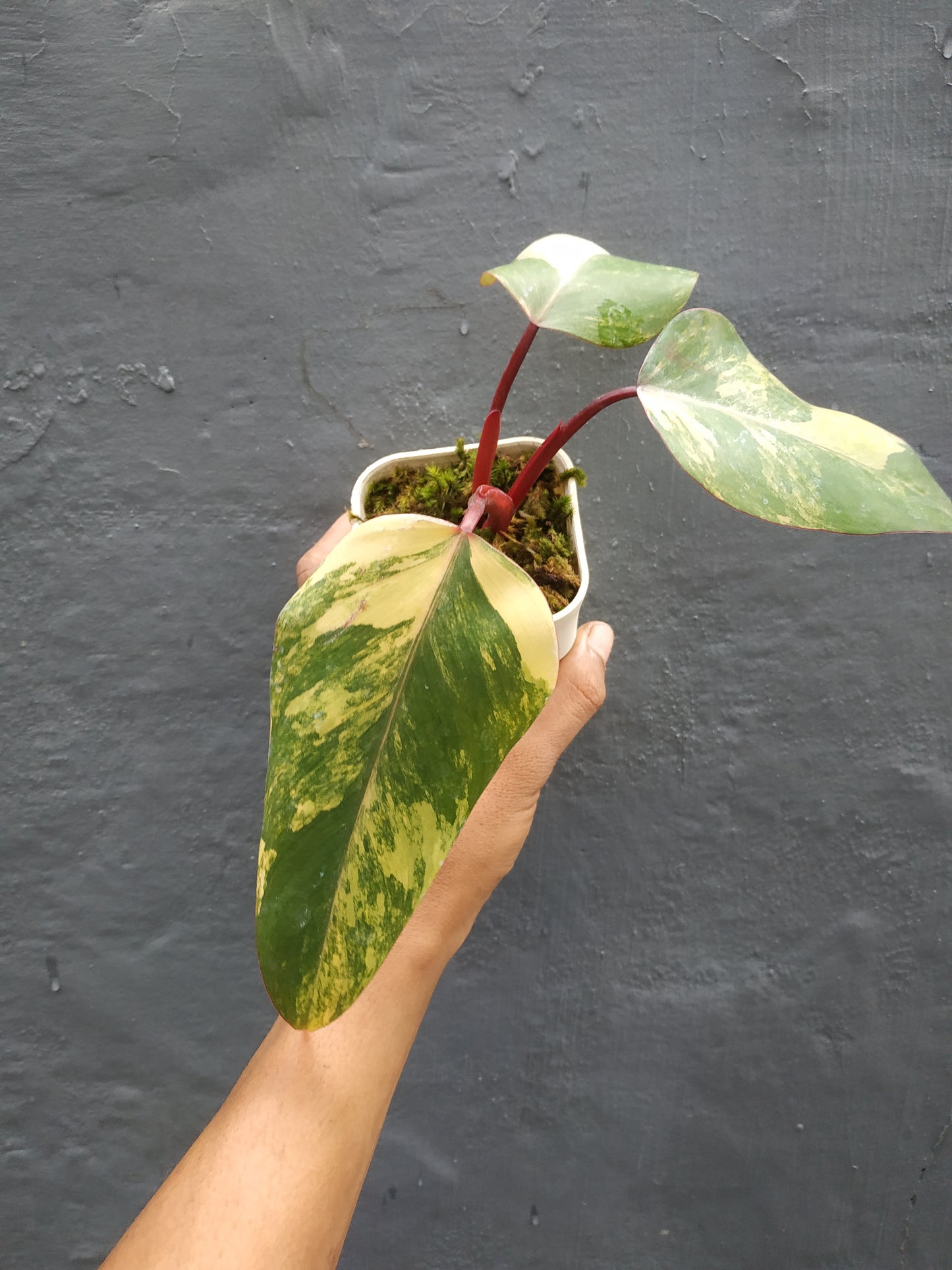Philodendron Strawberry Shake Variegated