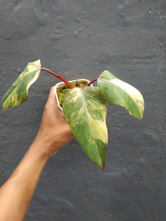 Philodendron strawberry shake variegated,philodendron strawberry shake,philodendron,variegated