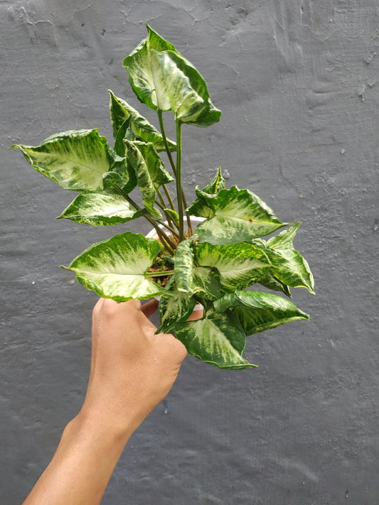 Syngonium Godzilla, syngonium plants, godzilla, plants