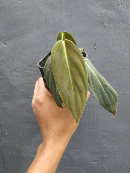 philodendron gigas, philodendron