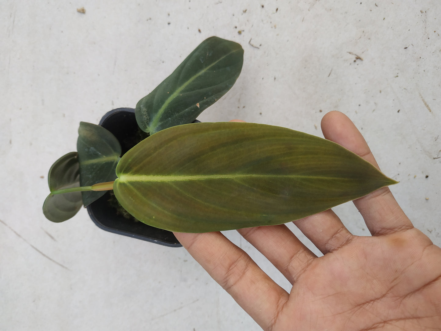 Philodendron Gigas