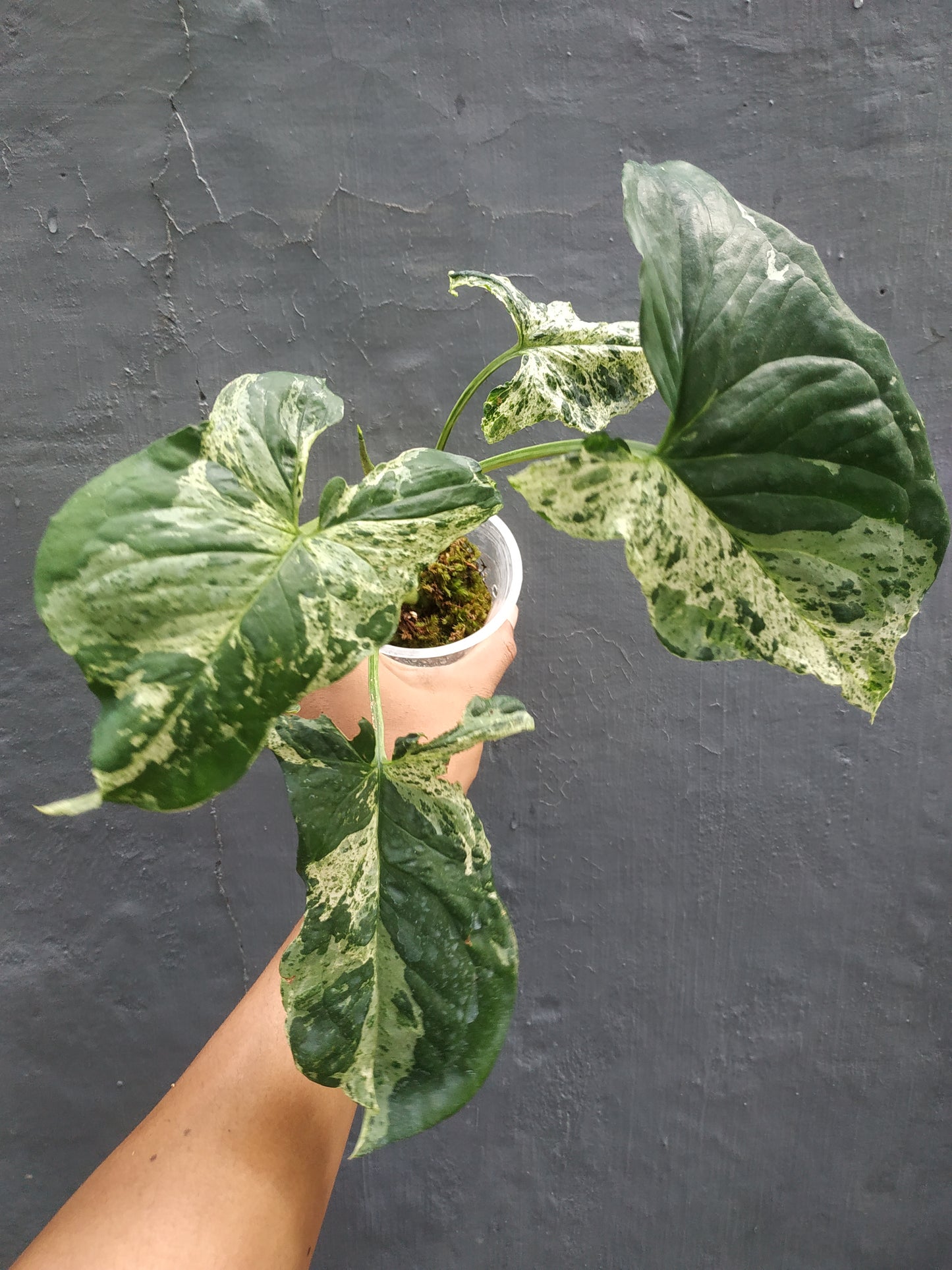 Syngonium Mojito Mottled