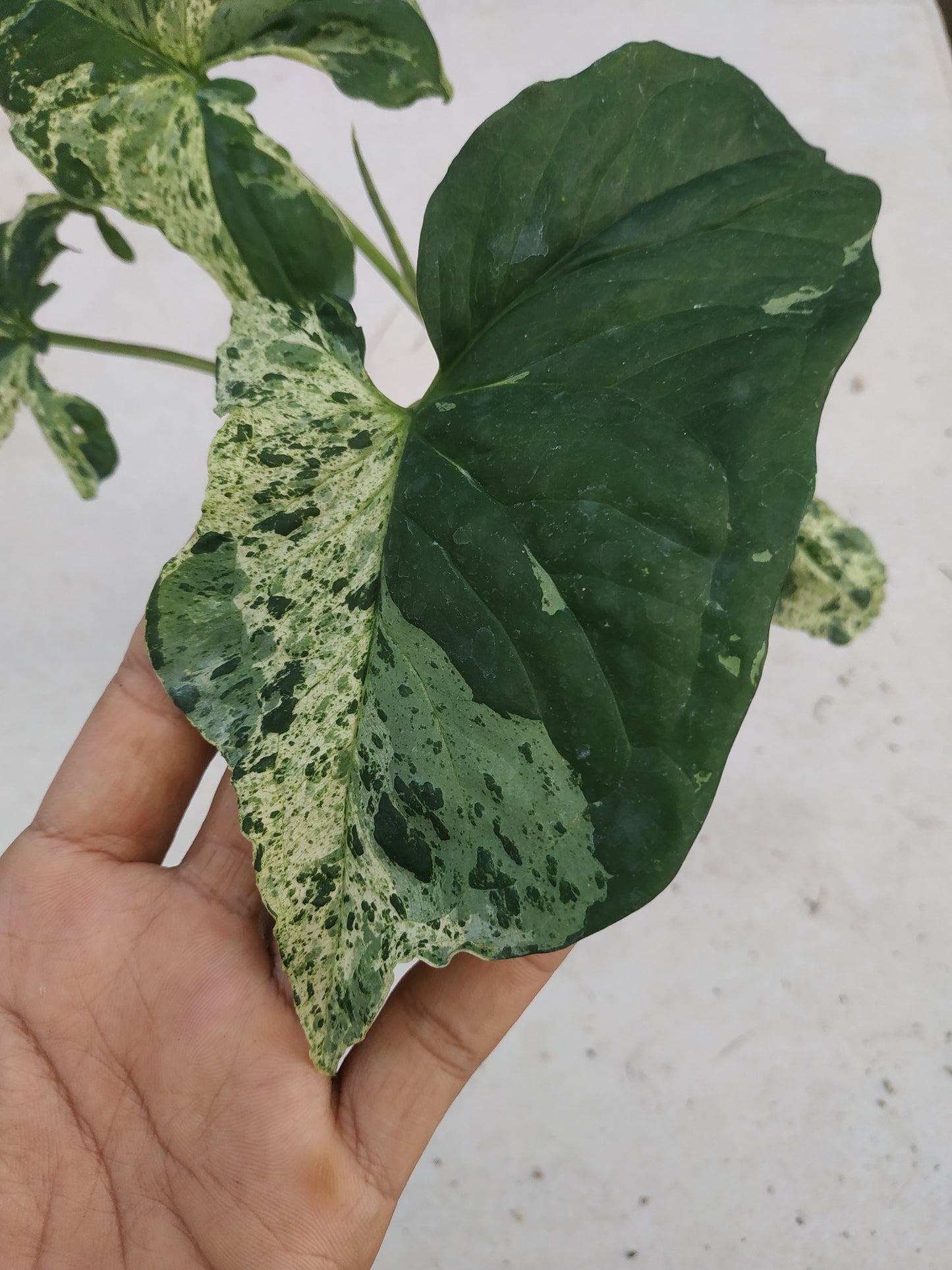 Syngonium Mojito Mottled