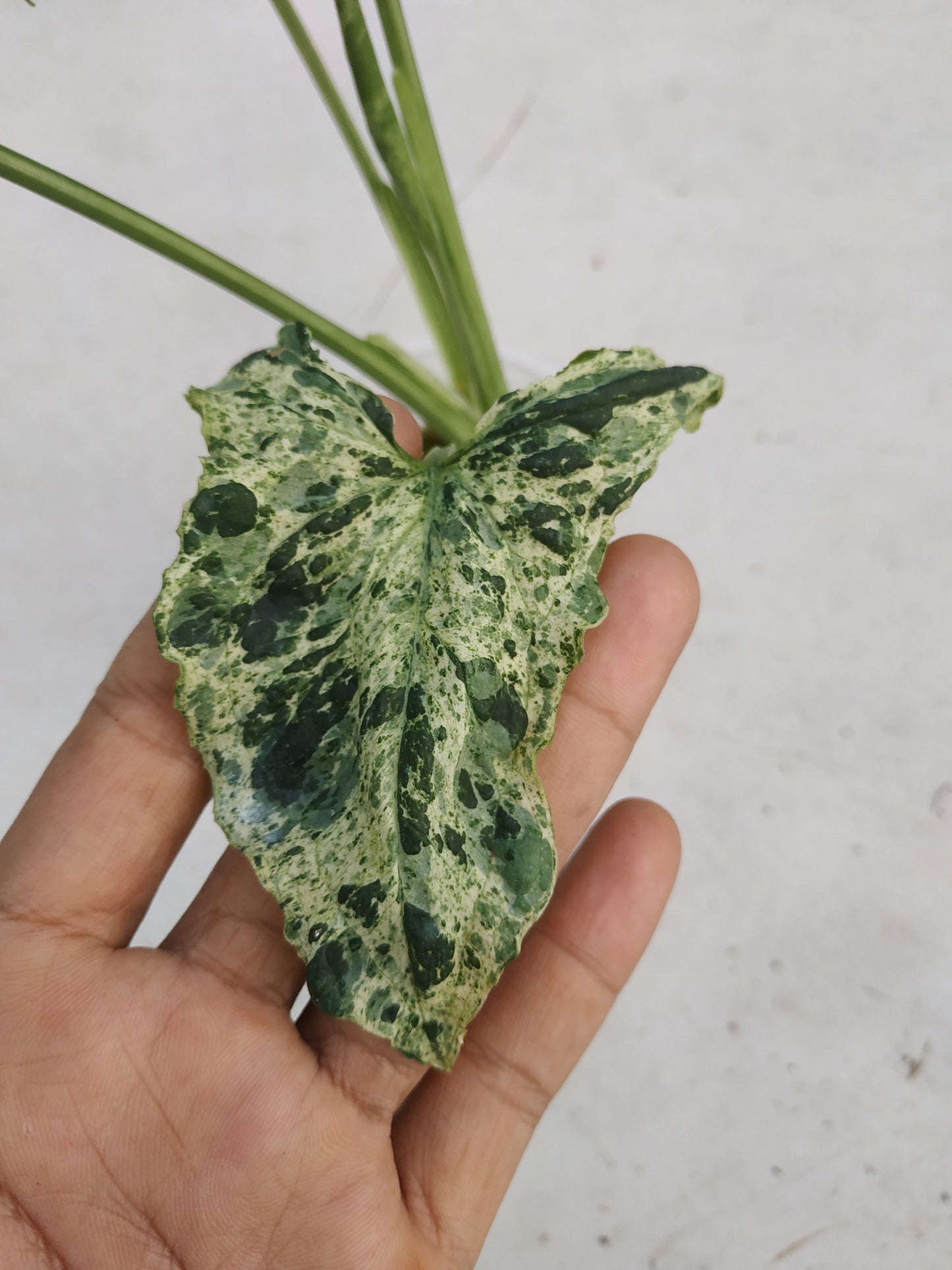 Wholesale 10x Syngonium Mojito Mottled