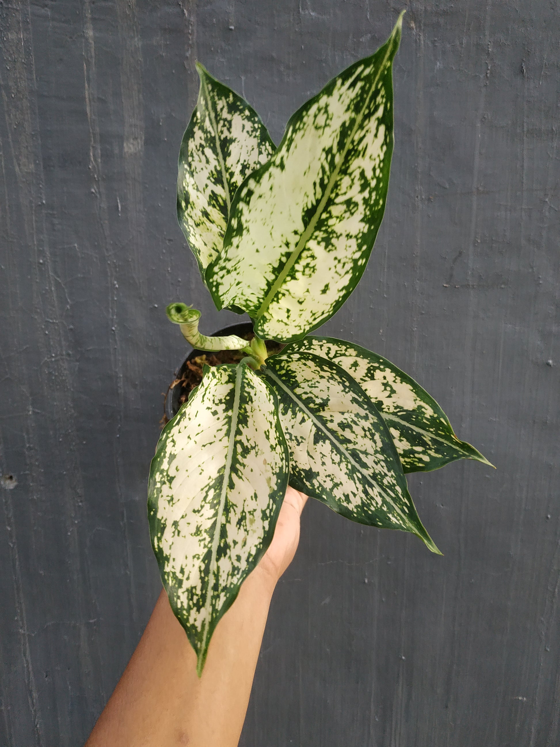 Aglaonema snow white, live aglaonema snow white, live aglaonema snow white plants, rare aglaonema snow white, rare aglaonema snow white live plants, tropical aglaonema snow white live plants, wholesale aglaonema snow white, outdoor plant, indoor plants, winter plants, summer plants, spring plants, houseplants, rare aglaonema snow white live plants, live aglaonema snow white rare plants