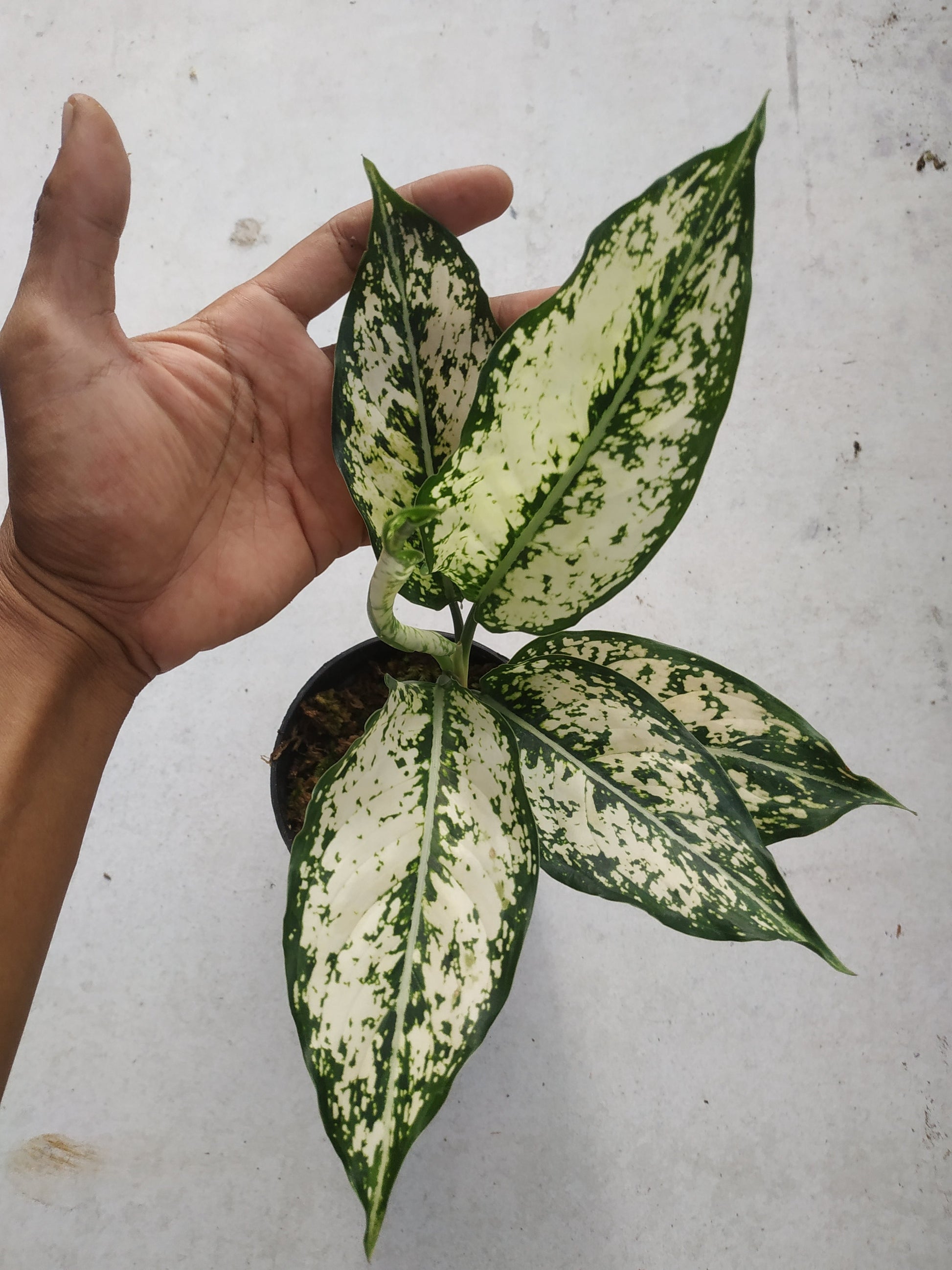 Aglaonema snow white, live aglaonema snow white, live aglaonema snow white plants, rare aglaonema snow white, rare aglaonema snow white live plants, tropical aglaonema snow white live plants, wholesale aglaonema snow white, outdoor plant, indoor plants, winter plants, summer plants, spring plants, houseplants, rare aglaonema snow white live plants, live aglaonema snow white rare plants