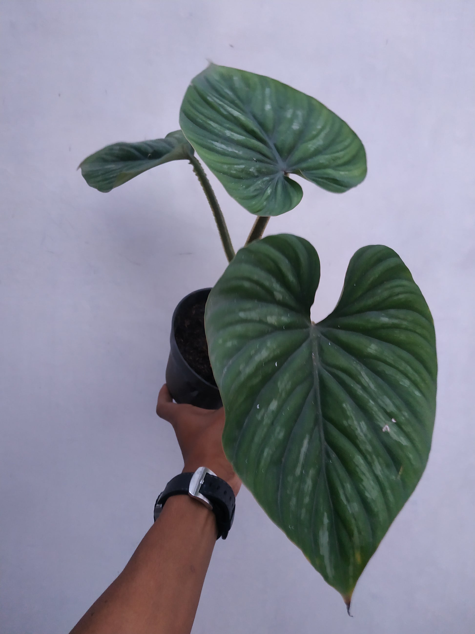 Philodendron plowmanii round form,philodendron plowmanii,philodendron plowmanii black face