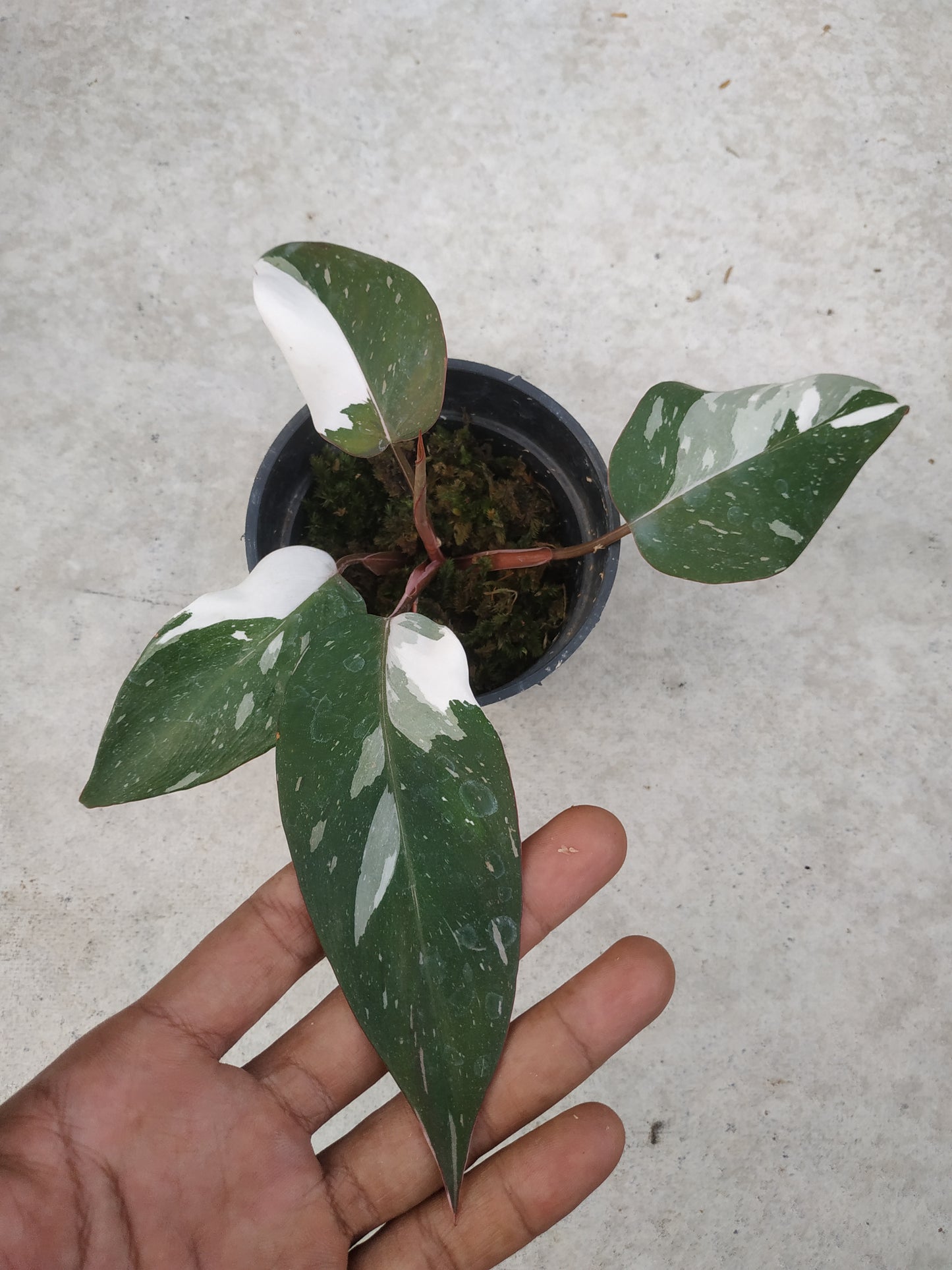 Philodendron Anderson Variegated