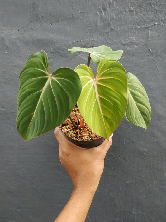 philodendron gloriusum small,philodendron gloriousum,philodendron