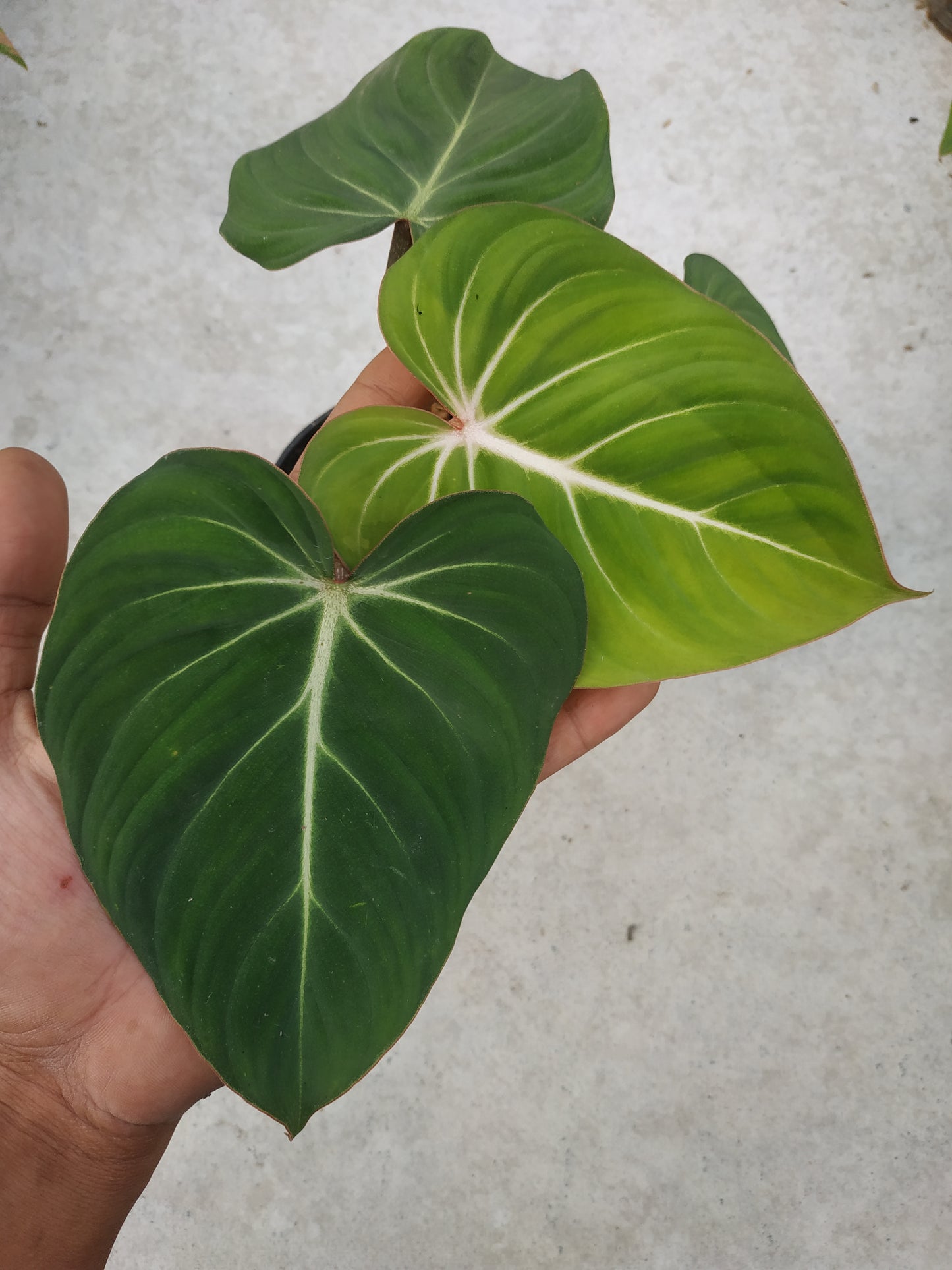 Philodendron Gloriosum Small