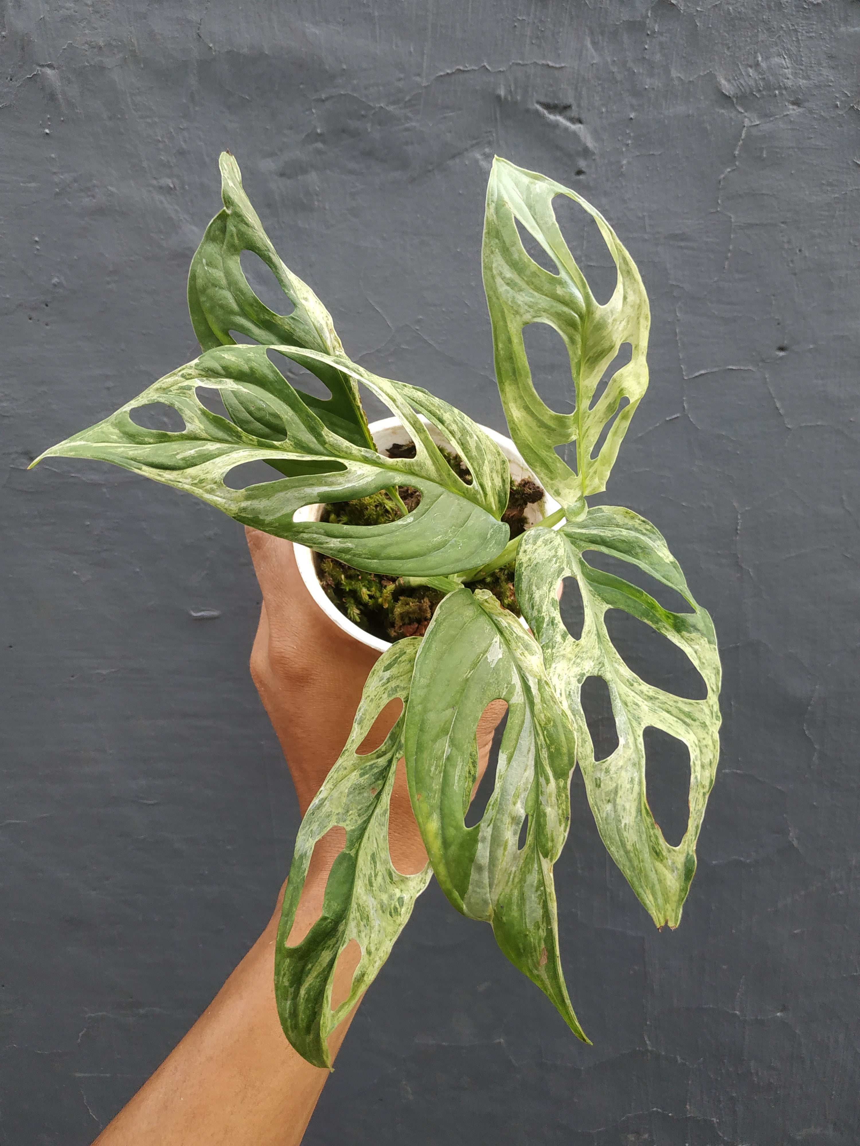 Monstera Adansonii Mint Variegated