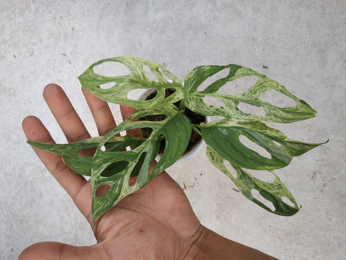 Wholesale 6x Monstrera Adansonii Mint Variegated