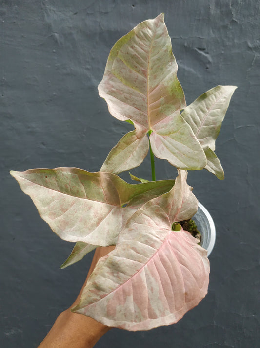 syngonium pink spot, syngonium pink,syngonium 