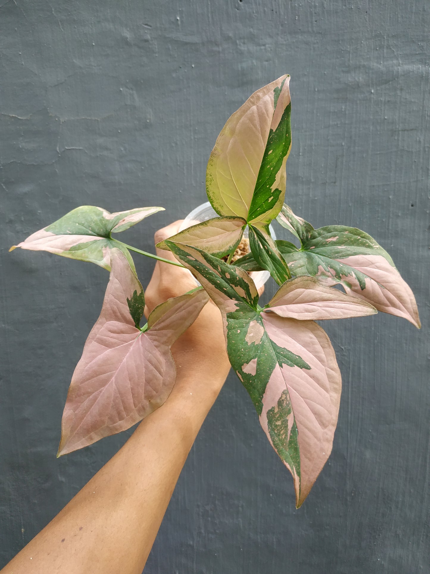 Wholesale 10x Syngonium Pink Splash