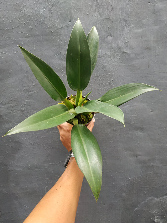 philodendron martianum,philodendron