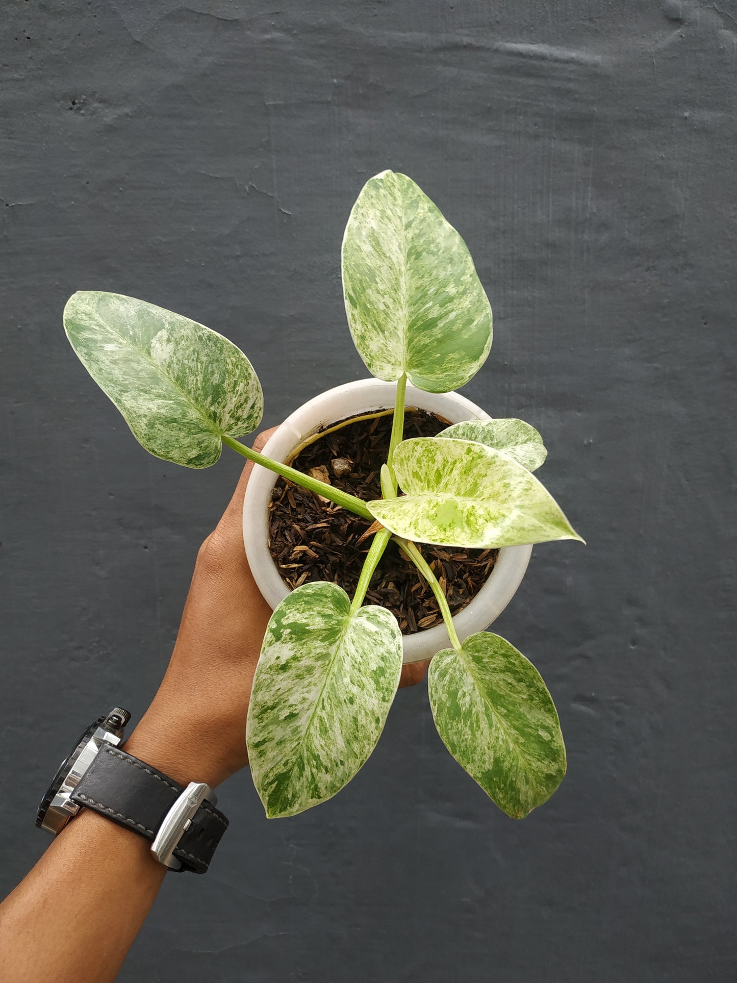 Philodendron Giganteum Marble Variegated