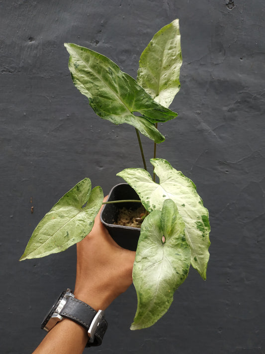 Wholesale 10x Syngonium Freckles