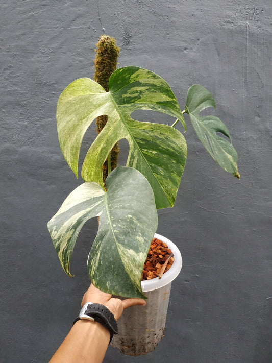 monstera, monstera mint variegated, monstera variegated, variegated