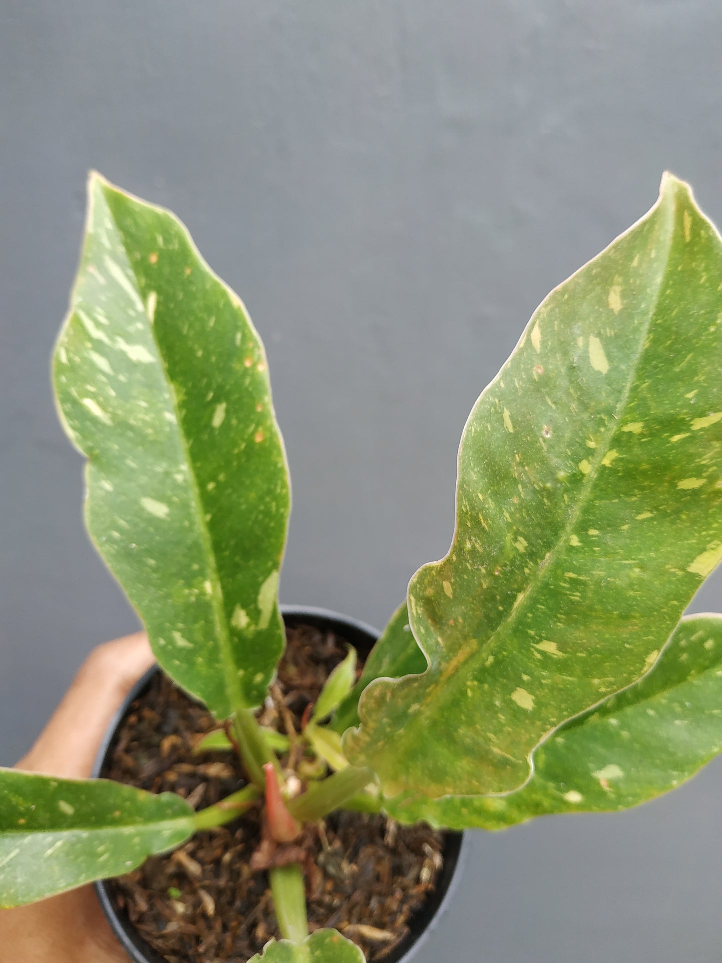 Wholesale 6x Philodendron Ring Of Fire Small