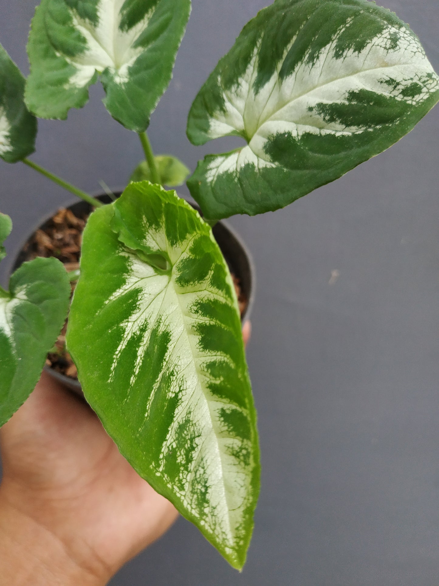 Syngonium Wendlandii Round Form